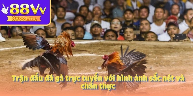 Trận đấu đá gà trực tuyến với hình ảnh sắc nét và chân thực
