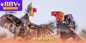Đá gà cựa sắt