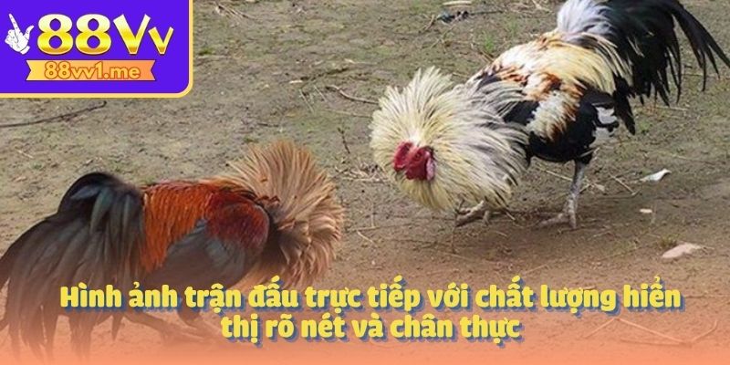 Hình ảnh trận đấu trực tiếp với chất lượng hiển thị rõ nét và chân thực