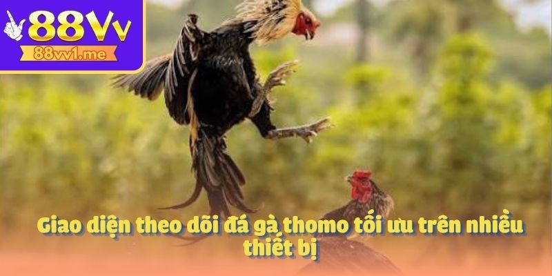 Giao diện theo dõi đá gà thomo tối ưu trên nhiều thiết bị
