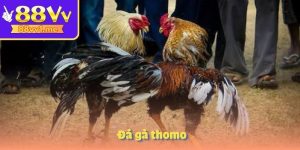 Đá gà thomo